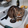 animal, bathroom, cat, close_up, curious, dish_rack, domestic_animal, drain, feline, green_eyes, household, indoor, pet, sink, soap_dispenser, sponge, striped_fur, tabby_cat, tiles, whiskers