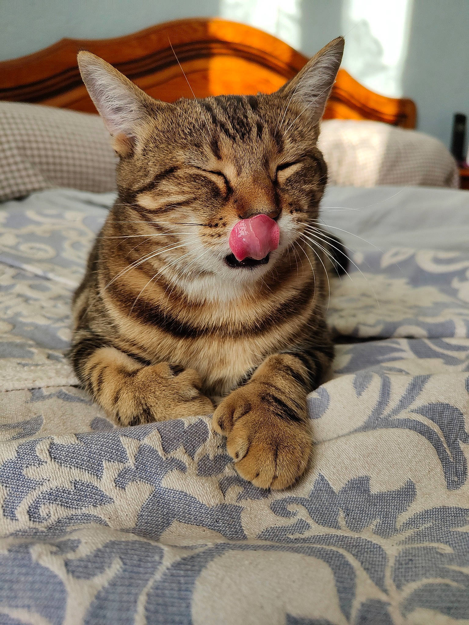 Ninas a rejoint le concours — aidez-le/la à gagner de superbes lots ! bed, carnivore, cat, claw, comfort, domestic_short_haired_cat, felidae, foot, fur, linens, paw, sitting, small_to_medium_sized_cats, snout, terrestrial_animal, whiskers