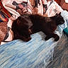 animal, bed, bedspread, black_cat, blanket, cat_pattern, comfort, cozy, cute, domestic_cat, feline, fur, home, indoor, pets, quiet, relaxation, resting, sleeping_cat, soft_texture