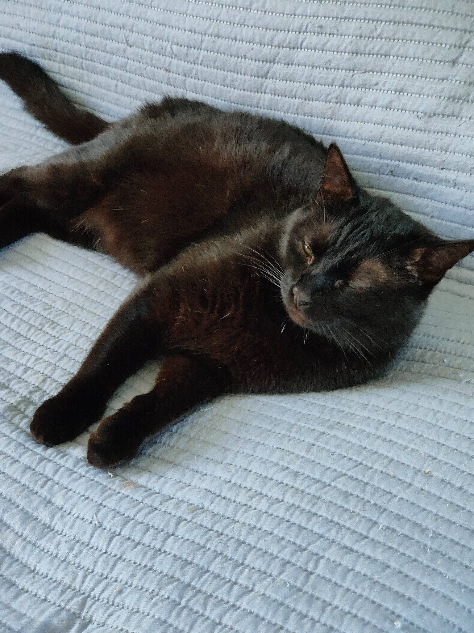 Reglisse participe au concours pour gagner de l'argent avec cette photo : black_cat, bombay, brown, carnivore, cat, claw, comfort, domestic_short_haired_cat, felidae, flooring, fur, human_leg, liver, paw, plant, small_to_medium_sized_cats, snout, tail, terrestrial_animal, whiskers