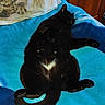 animal, black_cat, blue_blanket, cat, cozy, cute, feline, fur, home, indoor, lying_down, pet, pillow, relaxed, resting, sleepy, soft, tabby_cat_image, tail, whiskers