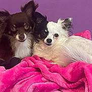 Toy Bella participe au concours pour gagner de l'argent avec cette photo : dog, dogs, chihuahua, puppy, small_dog, long_hair, black_dog, white_dog, brown_dog, pet, animal, cuddling, lying_down, blanket, pink_blanket, bed, indoors, purple_background, portrait, cute