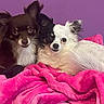 dog, dogs, chihuahua, puppy, small_dog, long_hair, black_dog, white_dog, brown_dog, pet, animal, cuddling, lying_down, blanket, pink_blanket, bed, indoors, purple_background, portrait, cute