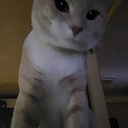 Sir Latte joined the competition — help win amazing prizes! blurry, camera_closeup, cat, ceiling, close_up, curious, domestic, feline, indoor, looking_up, low_light, paws, pet, portrait, portrait_orientation, shelf, soft_lighting, whiskers, white_cat, wide_eyes