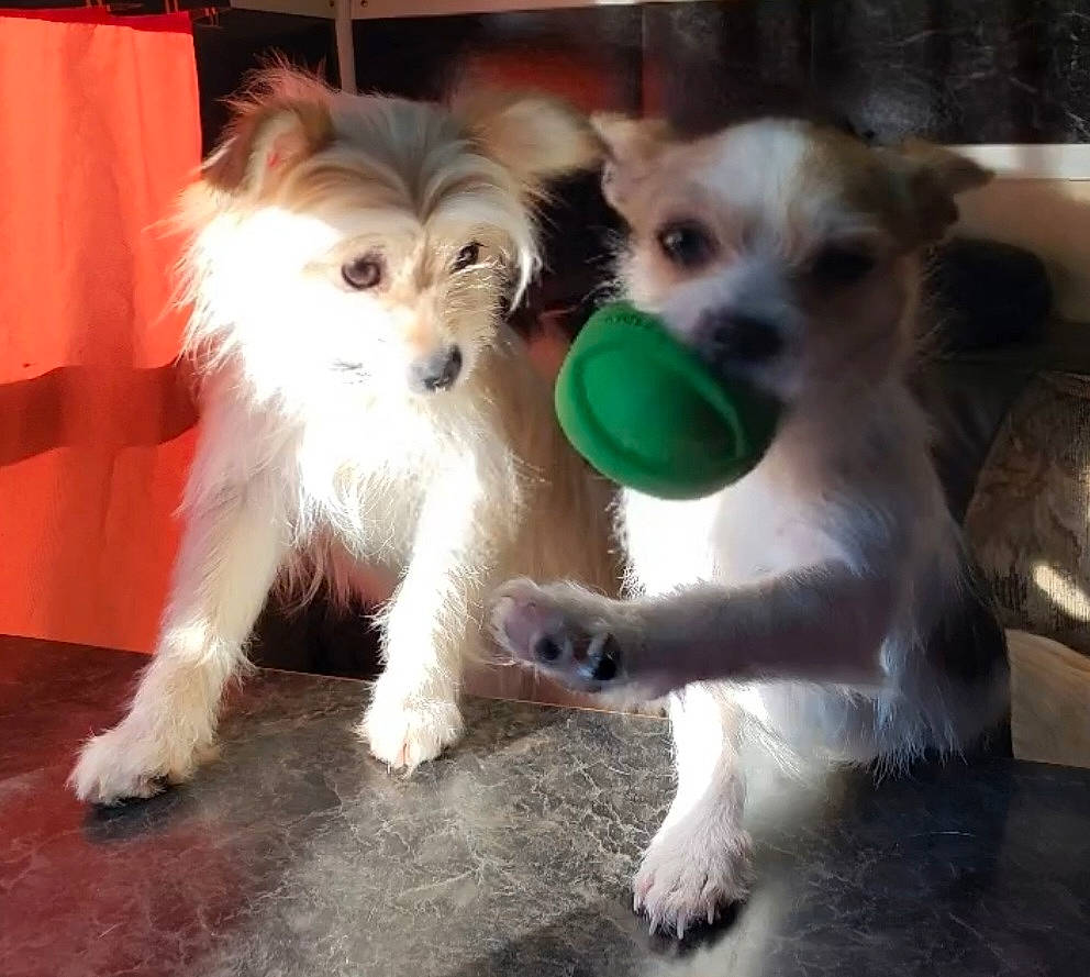 Gizmo joined the competition — help win amazing prizes! ancient_dog_breeds, biting, canidae, carnivore, companion_dog, dog, dog_breed, dog_supply, fawn, fur, non_sporting_group, paw, photo_caption, puppy, snout, sporting_group, tail, terrier, toy_dog, working_animal