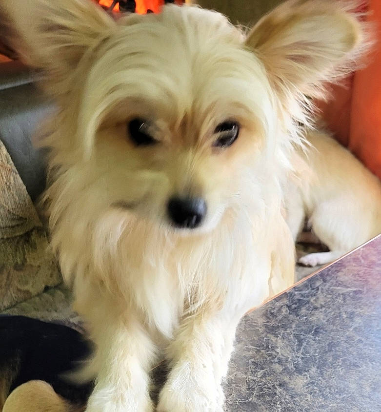 Gizmo is registered to the contest to win money with this photo: biewer_terrier, canidae, carnivore, companion_dog, dog, dog_breed, dog_supply, eye, fawn, fur, head, maltepoo, plant, small_terrier, snout, sporting_group, terrestrial_animal, terrier, toy_dog, working_animal