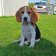 Ava participe au concours pour gagner de l'argent avec cette photo : beagle, puppy, dog, grass, outdoor, pet, animal, sitting, greenery, sunlight, nature, ears, cute, young, domestic_animal, mammal, car, daytime, building, sky