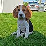 beagle, puppy, dog, grass, outdoor, pet, animal, sitting, greenery, sunlight, nature, ears, cute, young, domestic_animal, mammal, car, daytime, building, sky
