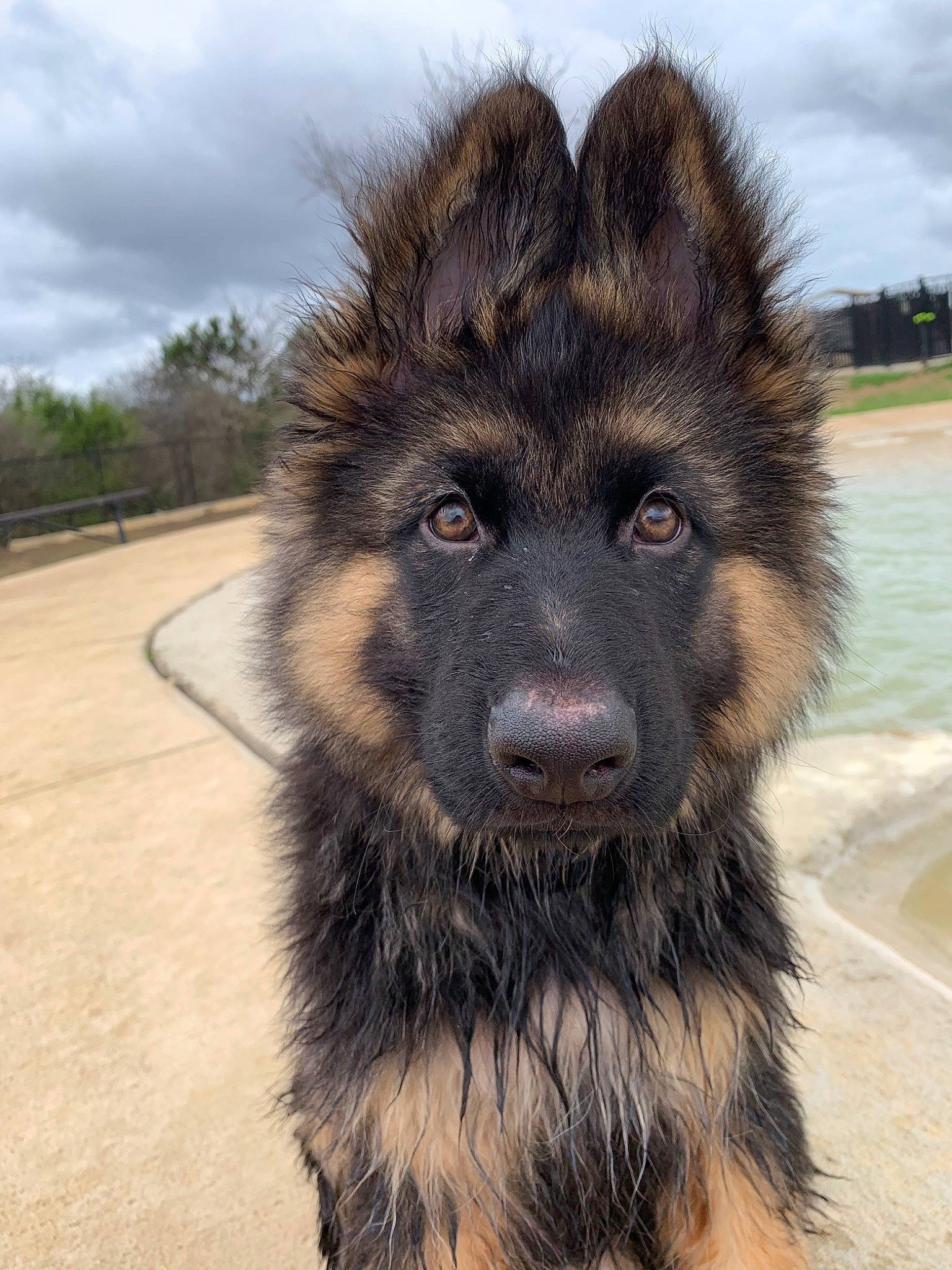 Ambrose joined the competition — help win amazing prizes! canidae, carnivore, caucasian_shepherd_dog, cloud, companion_dog, dog, dog_breed, fawn, fur, giant_dog_breed, guard_dog, herding_dog, old_german_shepherd_dog, sky, snout, sporting_group, terrestrial_animal, tree, water, working_animal