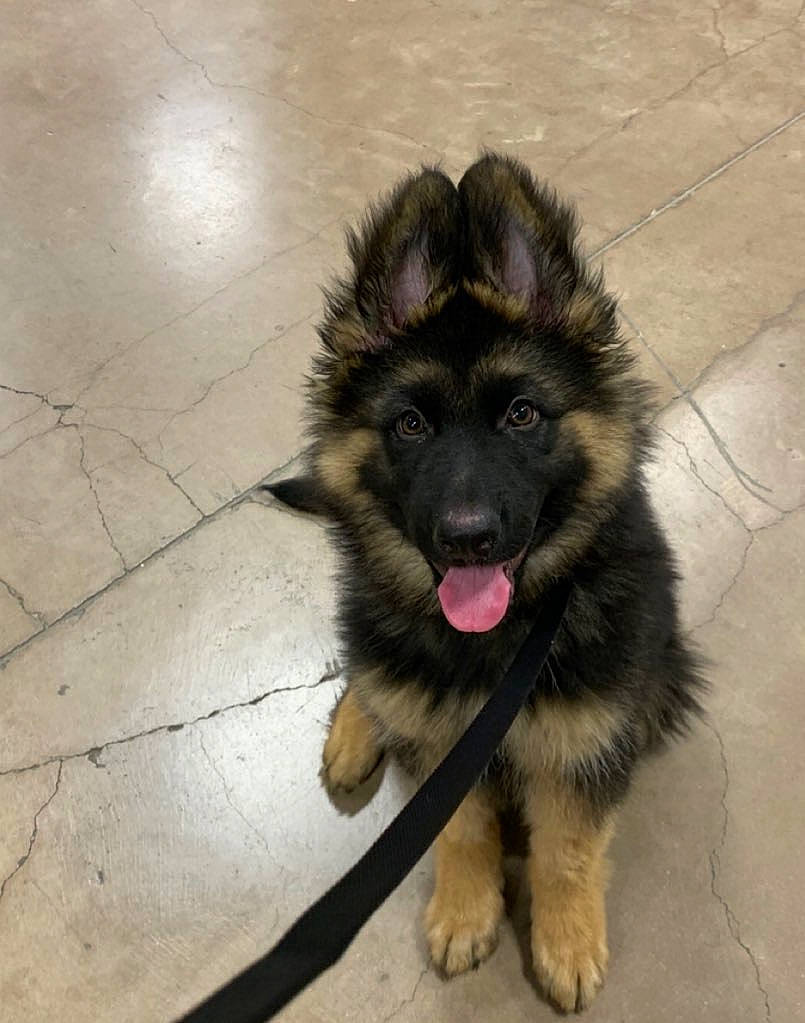Ambrose joined the competition — help win amazing prizes! canidae, carnivore, companion_dog, dog, dog_breed, fawn, flooring, fur, german_shepherd_dog, herding_dog, old_german_shepherd_dog, paw, road_surface, snout, sporting_group, tail, terrestrial_animal, tile_flooring, working_animal, working_dog