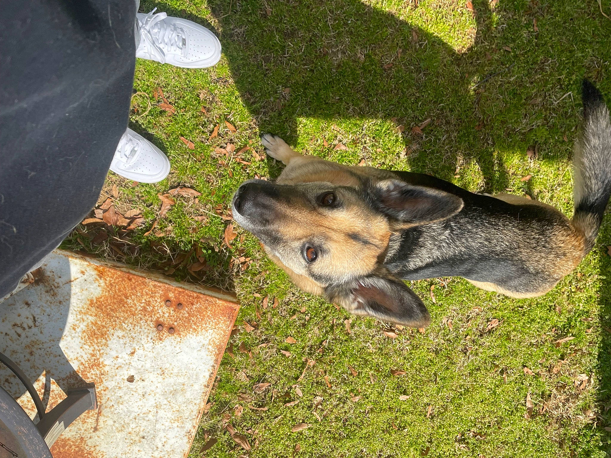 Harper joined the competition — help win amazing prizes! canidae, canis, carnivore, companion_dog, dog, dog_breed, fawn, fur, grass, plant, rock, sporting_group, terrestrial_animal, working_animal, working_dog