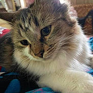 Sparkle joined the competition — help win amazing prizes! blanket, cat, close_up, cozy, cute, domestic_cat, ears, fluffy, fur, home, indoor, long_hair, nose, paw, pet, portrait, relaxed, sleepy, tabby_cat, whiskers