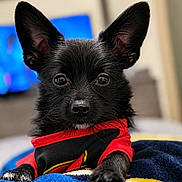 Tatum Ingram is registered to the contest to win money with this photo: dog, puppy, black_dog, pet, cute, ears, eyes, blanket, red_shirt, indoor, closeup, animal, fur, paw, nose, adorable, lying_down, young_dog, portrait, companion