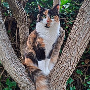 Cookie joined the competition — help win amazing prizes! alert, animal, bark, branches, calico_cat, cat, closeup, daylight, eyes, feline, fur, green_leaves, nature, outdoor, perched, pet, sky, tree, trunk, wildlife
