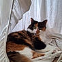 Cookie joined the competition — help win amazing prizes! animal, calico, carpet, cat, cozy, curtain, cute, domestic_cat, feline, fluffy_tail, fur, green_eyes, hammock, indoor, paw, pet, relaxed, resting, whiskers, white_fabric
