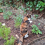 Cookie is registered to the contest to win money with this photo: animal, botanical, calico_cat, cat, curious, feline, flowers, fur, garden, greenery, leaves, nature, outdoor, pet, plants, soil, standing, tail, wildlife, wood_chips