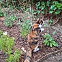 animal, botanical, calico_cat, cat, curious, feline, flowers, fur, garden, greenery, leaves, nature, outdoor, pet, plants, soil, standing, tail, wildlife, wood_chips