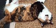 Cookie is registered to the contest to win money with this photo: animal, black_objects, brown_rug, calico, cat, cozy, curious, domestic_animal, feline, floor, fluffy, head_tilt, indoor, lying_down, paw, pet, relaxed, stretched_out, textured_rug, whiskers