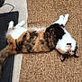 animal, black_objects, brown_rug, calico, cat, cozy, curious, domestic_animal, feline, floor, fluffy, head_tilt, indoor, lying_down, paw, pet, relaxed, stretched_out, textured_rug, whiskers