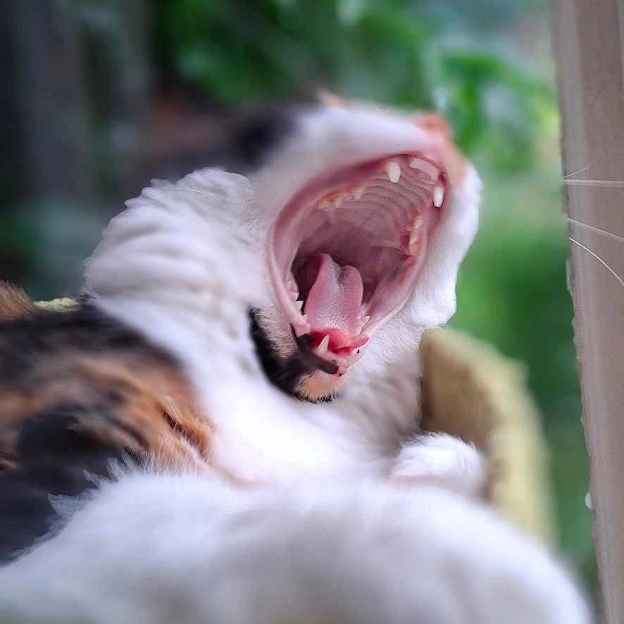 Cookie joined the competition — help win amazing prizes! animal, blurred_background, calm, cat, close_up, comfy, domestic_cat, feline, fur, green_background, indoor, mouth_open, pet, relaxed, resting, teeth, tongue, whiskers, window, yawning