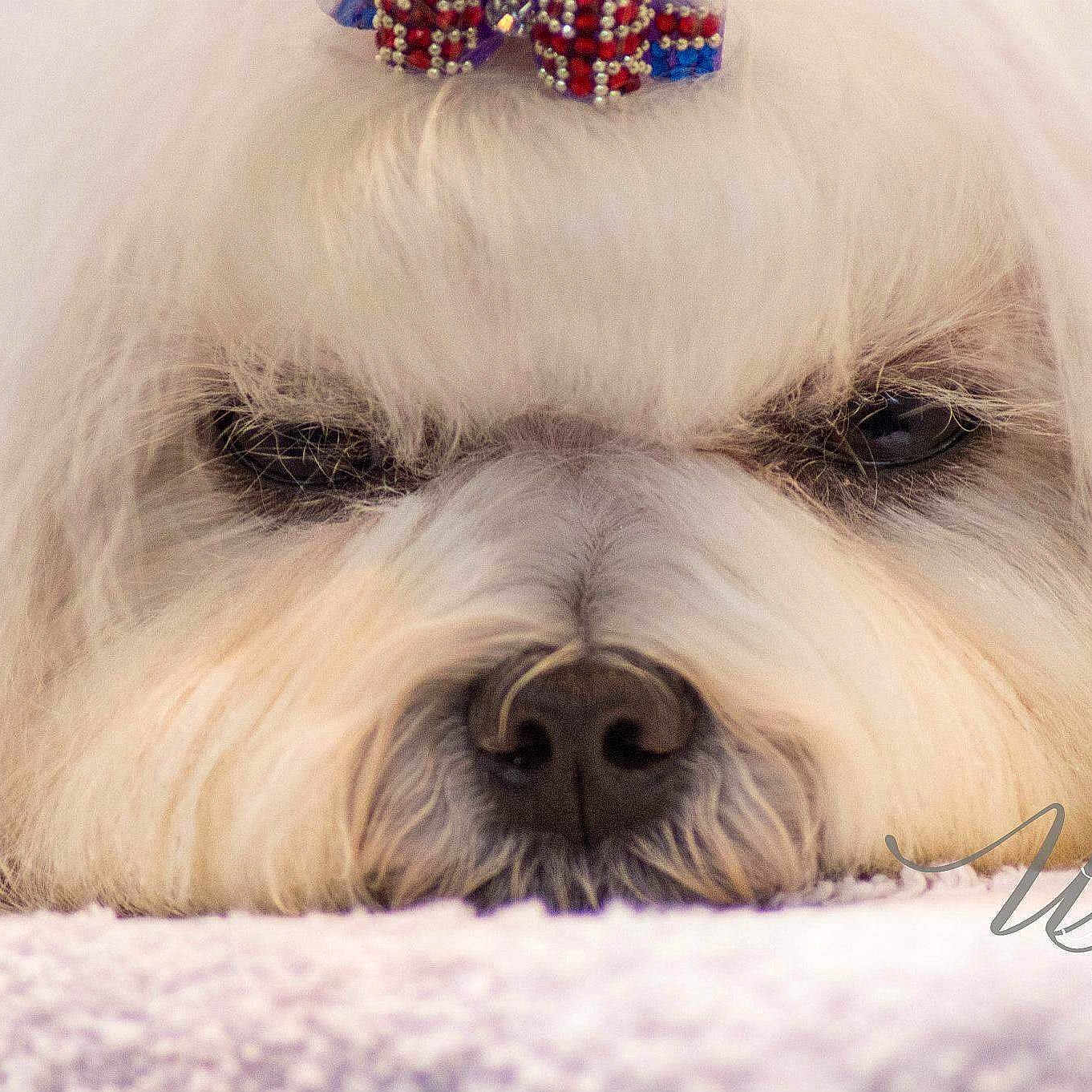 Puppies is registered to the contest to win money with this photo: