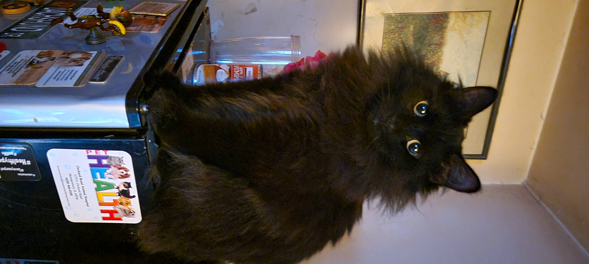 Gracie joined the competition — help win amazing prizes! black_cat, bombay, canidae, carnivore, cat, claw, collar, companion_dog, dog_breed, domestic_short_haired_cat, fawn, felidae, fur, liver, machine, paw, small_to_medium_sized_cats, snout, tail, whiskers