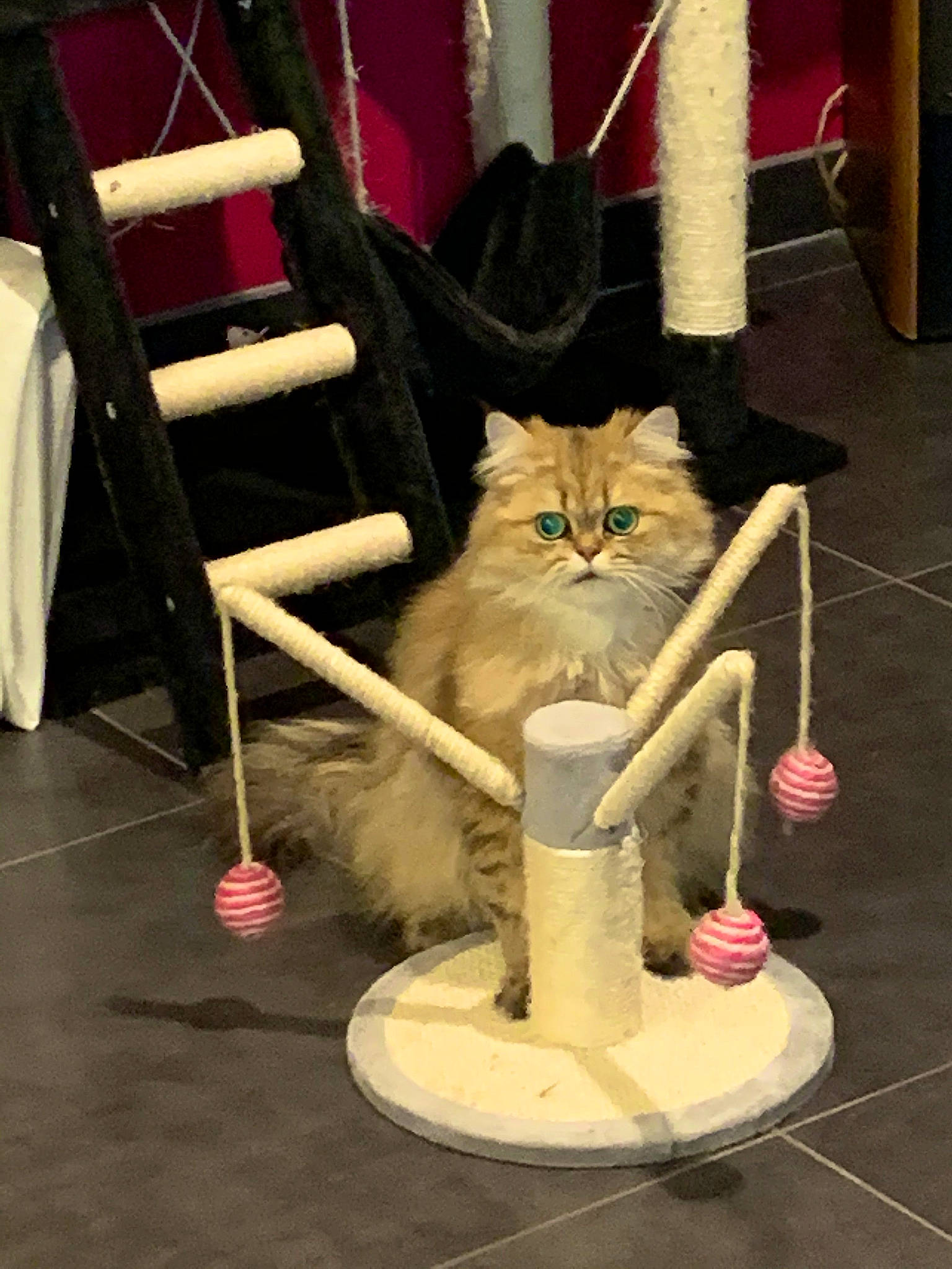 Polochon participe au concours pour gagner de l'argent avec cette photo : art, broom, carnivore, cat, cat_supply, chair, domestic_short_haired_cat, felidae, flooring, flowerpot, fur, hardwood, pet_supply, room, shelf, sitting, small_to_medium_sized_cats, tail, whiskers, wood