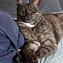 animal, cat, closeup, couch, cozy, domestic_cat, ears, feline, fur, furniture, house, indoor, mammal, paws, pet, relaxed, resting, sleepy, tabby_cat, whiskers