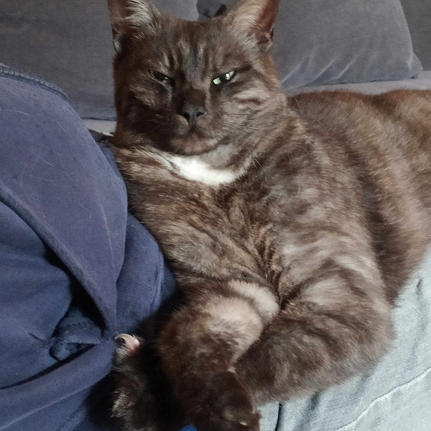 Barthold participe au concours pour gagner de l'argent avec cette photo : animal, cat, closeup, couch, cozy, domestic_cat, ears, feline, fur, furniture, house, indoor, mammal, paws, pet, relaxed, resting, sleepy, tabby_cat, whiskers