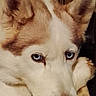 dog, husky, blue_eyes, close_up, pet, animal, indoor, bone, fur, pink_nose, canine, looking_at_camera, ears, face, mammal, domestic_animal, portrait, resting, cute, intense_gaze