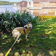 Prada a rejoint le concours — aidez-le/la à gagner de superbes lots ! animal, canine, daytime, dog, grass, happy, husky, lake, leash, nature, outdoor, pet, plants, reflection, sky, sunlight, tree, walk, water, wooden_boathouse