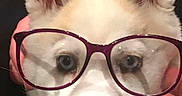 Prada participe au concours pour gagner de l'argent avec cette photo : accessory, animal, blue_eyes, canine, close_up, cute, dog, ears, expression, face, funny, fur, glasses, hands, indoor, looking_at_camera, nose, pet, portrait, whiskers