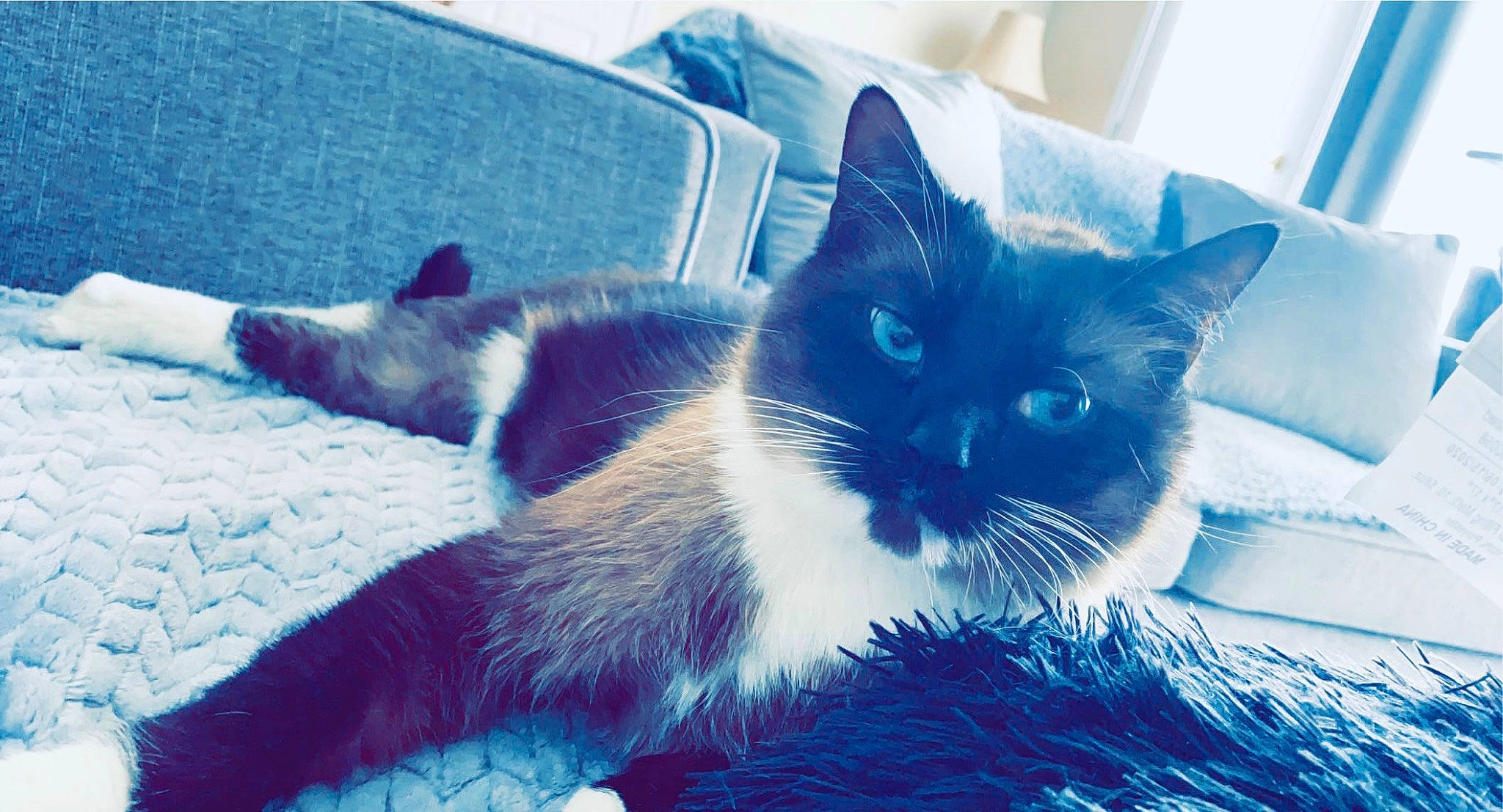 Lucky is registered to the contest to win money with this photo: carnivore, cat, comfort, couch, domestic_short_haired_cat, electric_blue, felidae, fur, grey, monochrome_photography, paw, plant, sitting, small_to_medium_sized_cats, snout, square, tail, tints_and_shades, whiskers, window