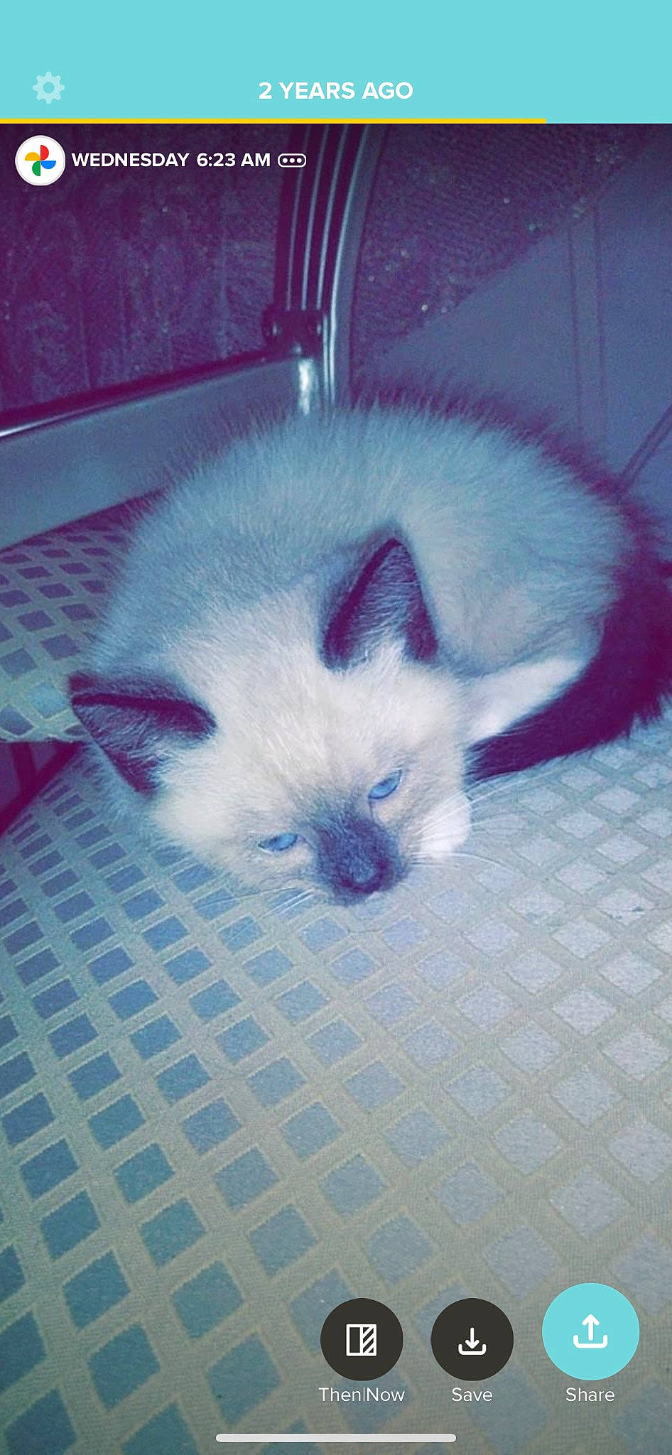 Lucky is registered to the contest to win money with this photo: balinese, birman, carnivore, cat, claw, dog_breed, domestic_short_haired_cat, fawn, felidae, flooring, fur, paw, ragdoll, siamese, small_to_medium_sized_cats, snout, tail, terrestrial_animal, thai, whiskers