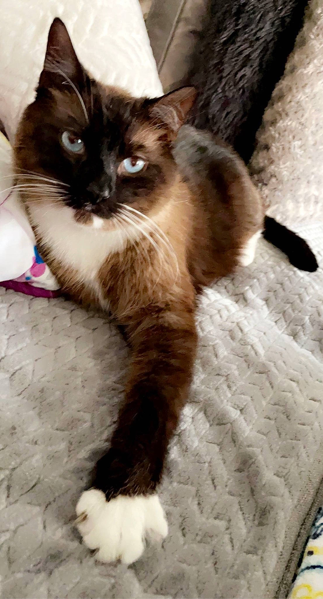 Lucky is registered to the contest to win money with this photo: box, carnivore, cat, claw, comfort, domestic_short_haired_cat, eye, fawn, felidae, flooring, fur, paw, sitting, small_to_medium_sized_cats, snout, tail, terrestrial_animal, thai, whiskers, wood