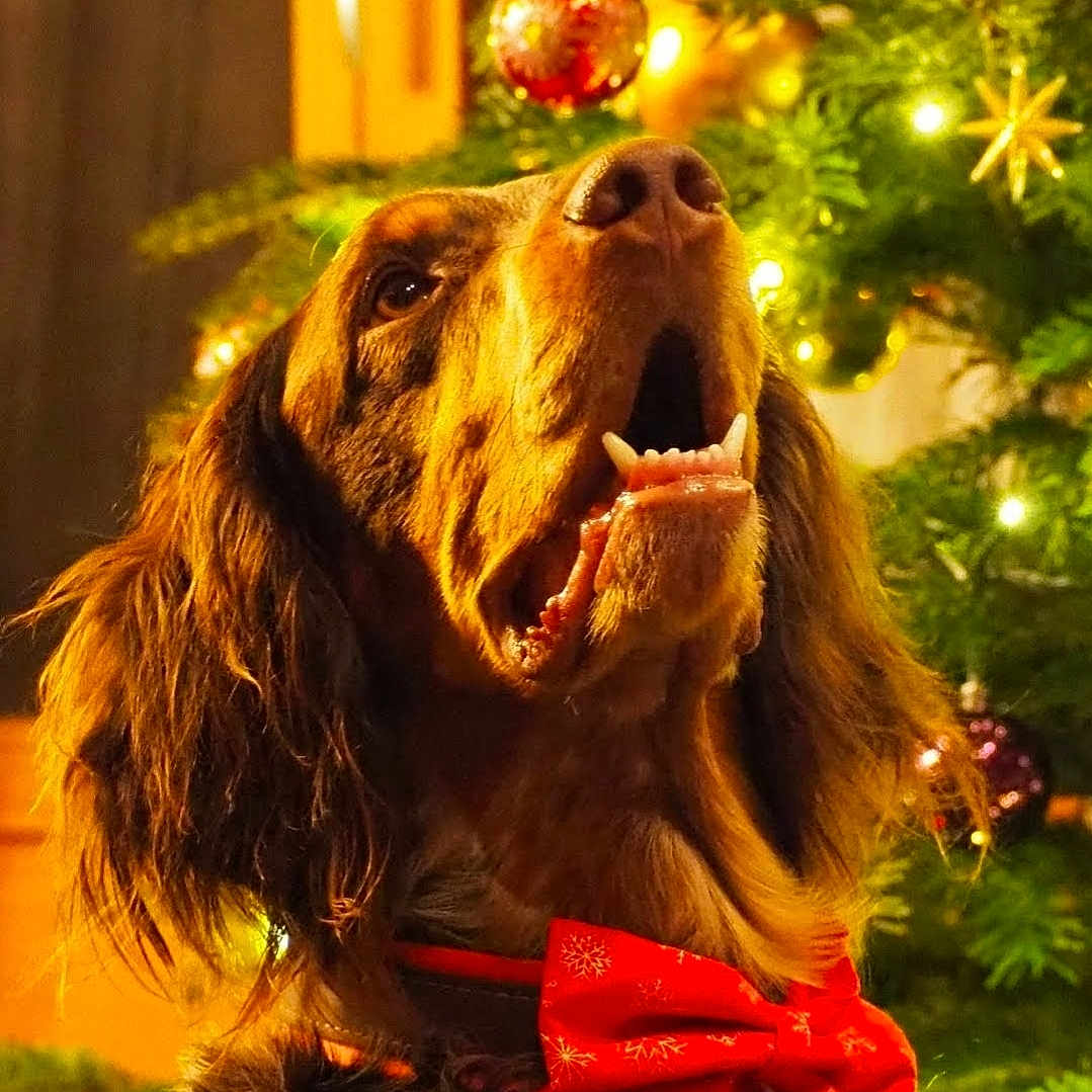 Orly Du Domaine D'Iron