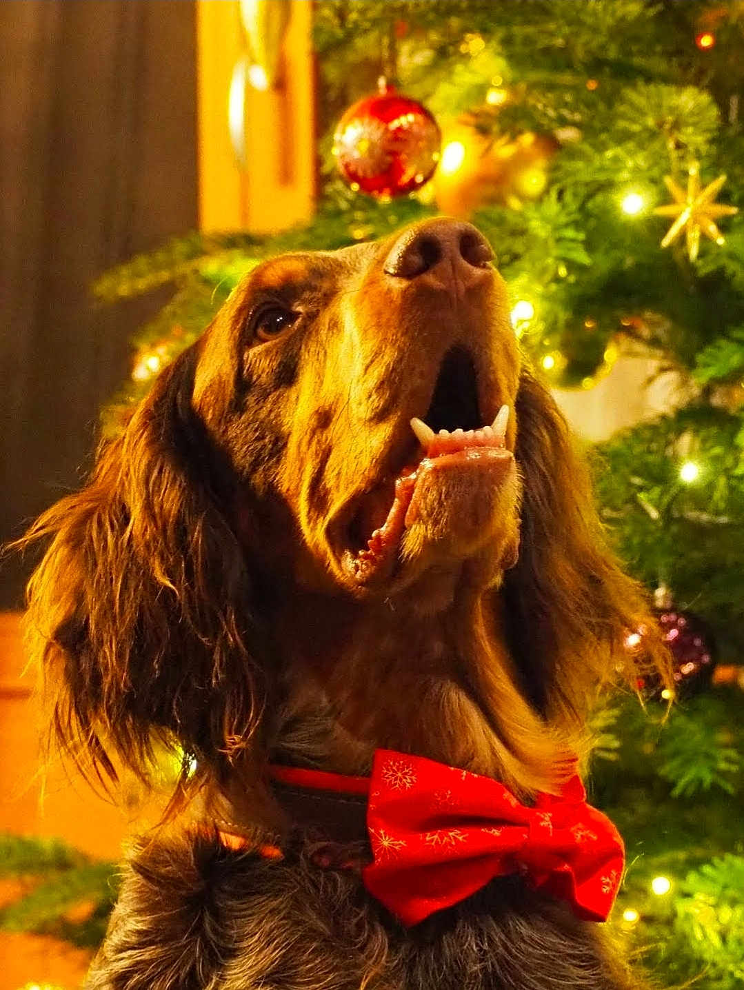 Orly Du Domaine D'Iron