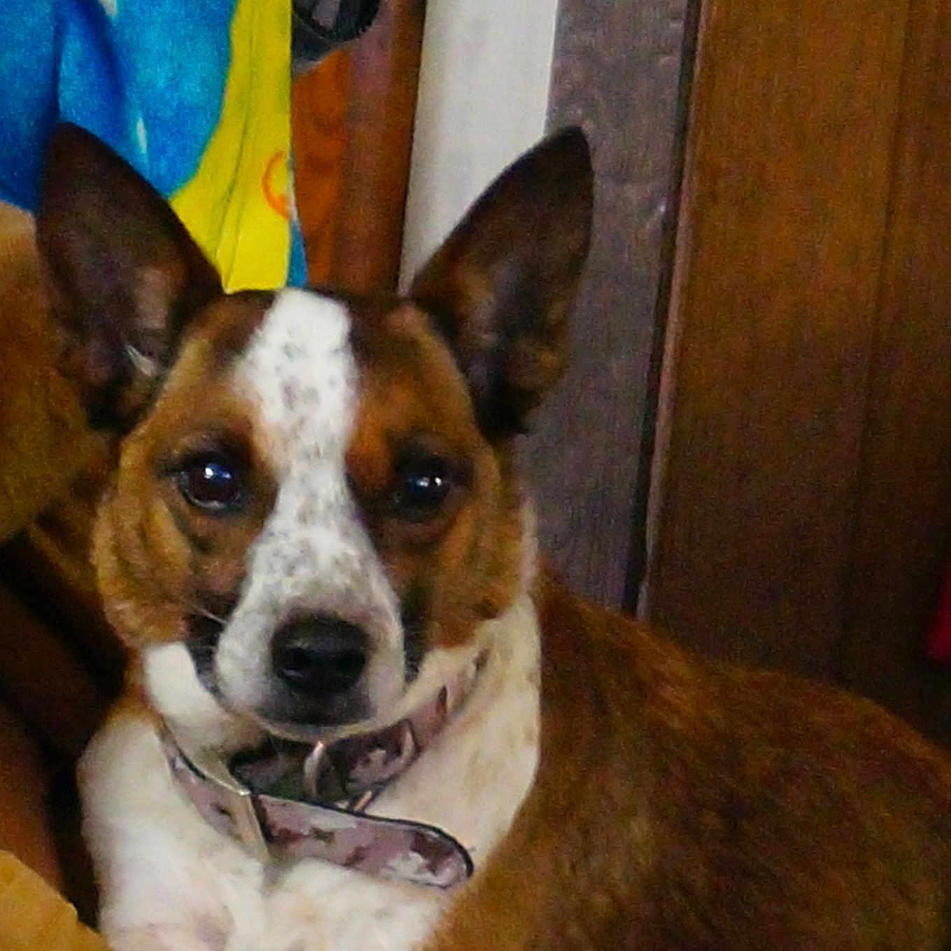Posie