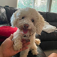 Cannoli joined the competition — help win amazing prizes! dog, pet, curly_fur, white_dog, tongue_out, leather_couch, hand, window, blinds, indoor, living_room, person, collar, tag, furniture, cozy, smiling, cute, domestic_animal, home