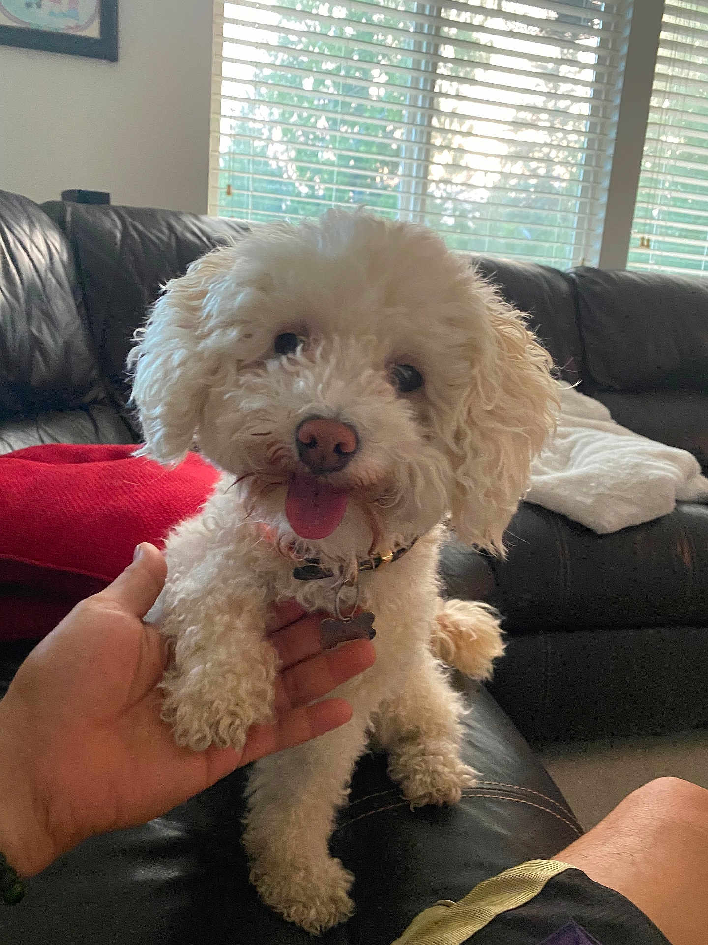 Cannoli joined the competition — help win amazing prizes! dog, pet, curly_fur, white_dog, tongue_out, leather_couch, hand, window, blinds, indoor, living_room, person, collar, tag, furniture, cozy, smiling, cute, domestic_animal, home