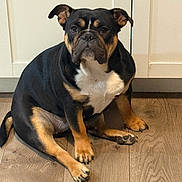 Tilly is registered to the contest to win money with this photo: dog, pet, indoor, floor, wooden_floor, black_fur, tan_fur, sitting, cabinet, household, canine, paw, fur, cute, domestic_animal, companion, animal, portrait, looking, resting