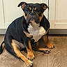 dog, pet, indoor, floor, wooden_floor, black_fur, tan_fur, sitting, cabinet, household, canine, paw, fur, cute, domestic_animal, companion, animal, portrait, looking, resting