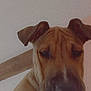 Zeus a rejoint le concours — aidez-le/la à gagner de superbes lots ! dog, close_up, indoor, brown, ears, face, canine, pet, animal, portrait, looking_down, snout, fur, expression, head, whiskers, nostrils, background, wall, wood