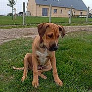 Zeus participe au concours pour gagner de l'argent avec cette photo : dog, puppy, grass, outdoor, house, fence, pet, animal, canine, young_dog, sitting, brown_dog, nature, yard, quiet, calm, domestic_animal, mammal, daytime, curious