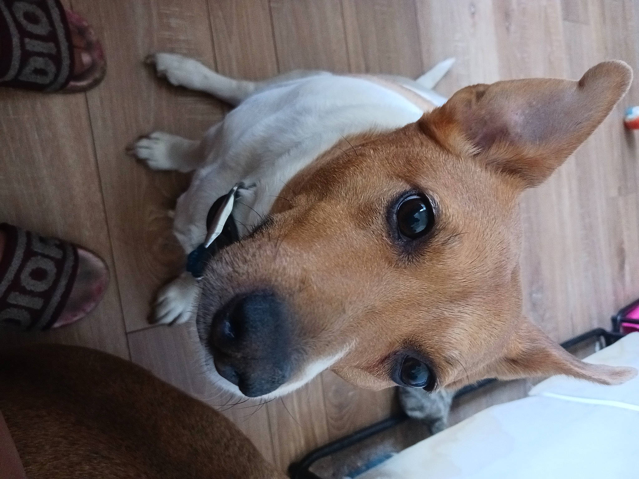 Gizmo is registered to the contest to win money with this photo: canidae, carnivore, collar, companion_dog, dog, dog_bed, dog_breed, dog_supply, ear, fawn, fur, non_sporting_group, pet_supply, puppy, snout, sporting_group, whiskers, working_animal