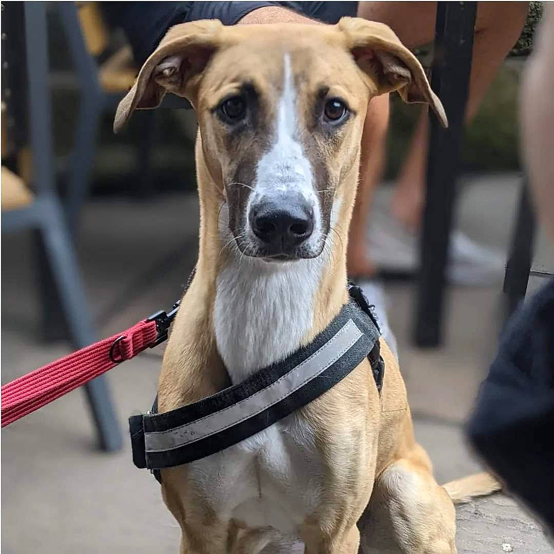 Peggy joined the competition — help win amazing prizes! canidae, carnivore, collar, companion_dog, dog, dog_breed, dog_collar, dog_supply, fawn, fur, leash, pet_supply, photography, rampur_greyhound, sighthound, snout, sporting_group, whiskers, working_animal, working_dog