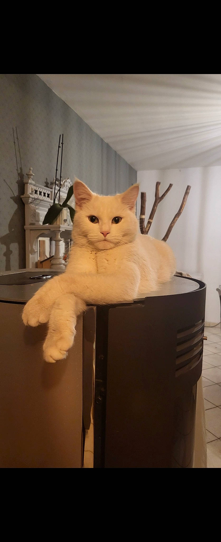 Suzi a rejoint le concours — aidez-le/la à gagner de superbes lots ! box, cardboard, carnivore, cat, domestic_short_haired_cat, fawn, felidae, fur, paper_product, pet_supply, room, small_to_medium_sized_cats, tail, whiskers, wood