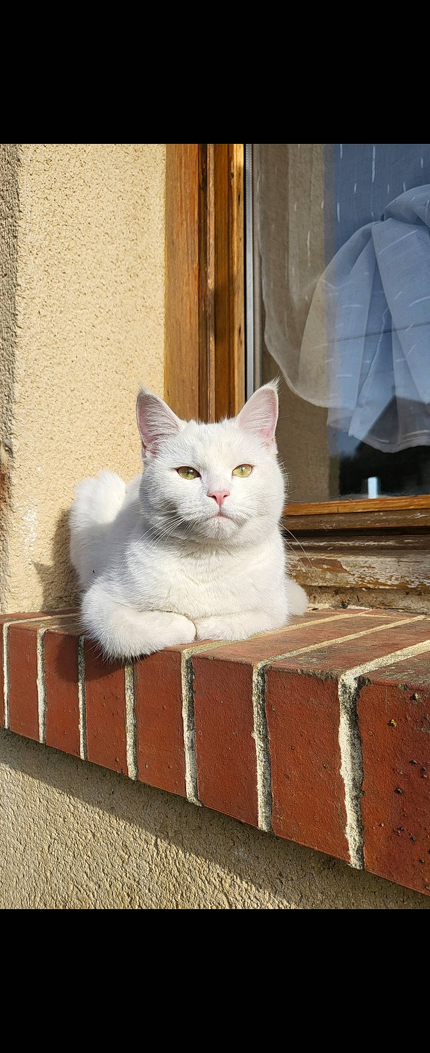 Suzi participe au concours pour gagner de l'argent avec cette photo : brick, brickwork, carnivore, cat, concrete, domestic_short_haired_cat, felidae, flooring, fur, grey, line, paw, sitting, small_to_medium_sized_cats, snout, tail, umbrella, wall, whiskers, wood