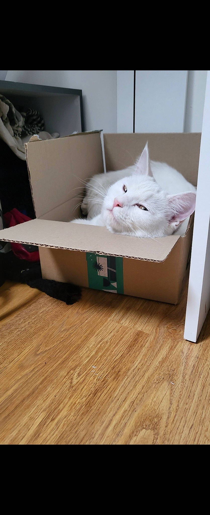 Suzi participe au concours pour gagner de l'argent avec cette photo : bag, box, cardboard, carnivore, carton, cat, comfort, felidae, flooring, fur, grey, hardwood, laminate_flooring, linens, packaging_and_labeling, packing_materials, shipping_box, small_to_medium_sized_cats, whiskers, wood
