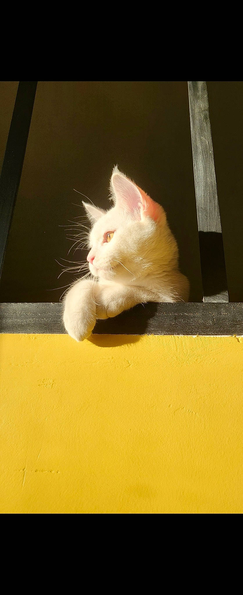 Suzi participe au concours pour gagner de l'argent avec cette photo : carnivore, cat, claw, domestic_short_haired_cat, eye, fawn, felidae, flooring, foot, fur, hardwood, head, paw, small_to_medium_sized_cats, snout, tail, tints_and_shades, whiskers, window, wood